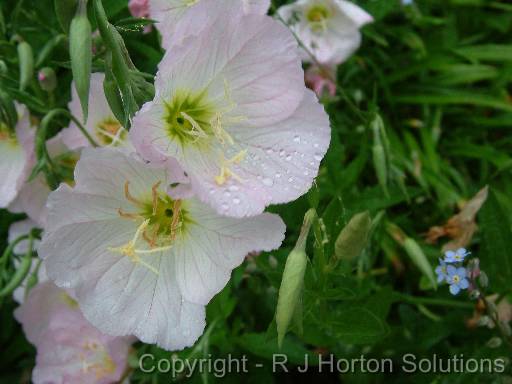 Evening primrose (Oenothera rosea) 